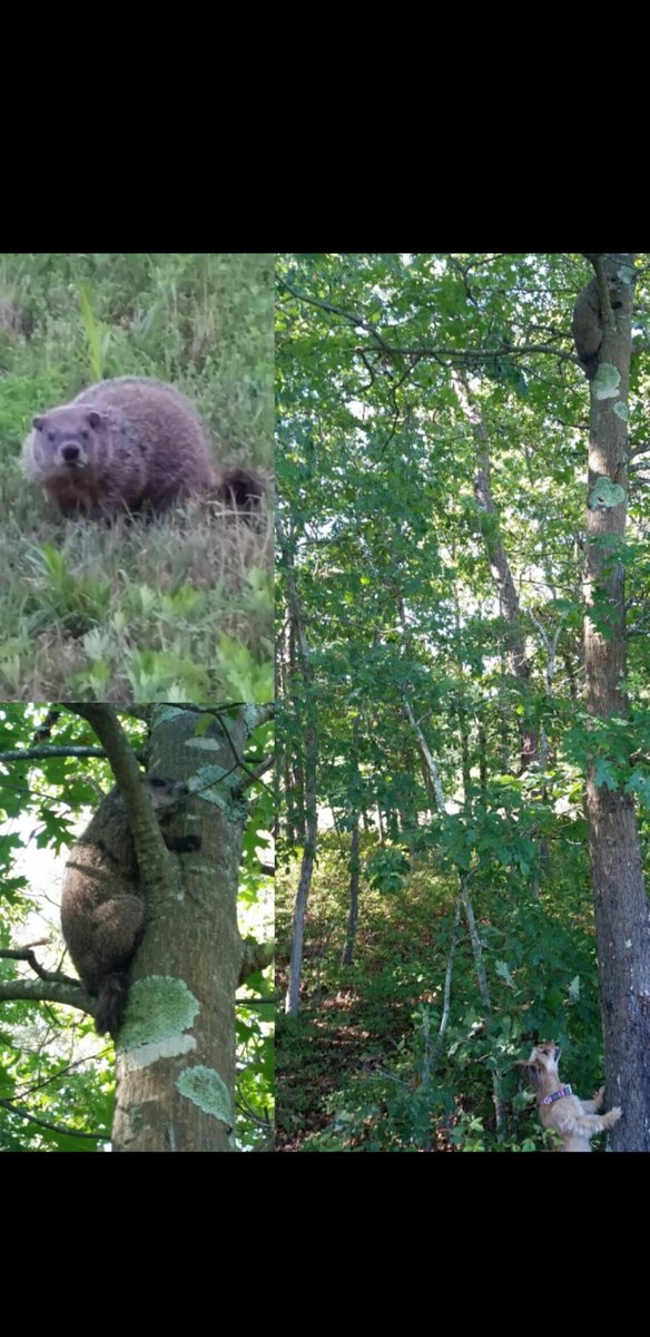 @PunxsatawnyPhil @PunxsatawnyPhil Ruffruff(Hello👋) Punxsatawny Phil & Everyone,#earlyspring! That's #Ruffin Great News. My #4paws almost got You while playing tag(pic).Until,You ran up the tree. Have a Fun day & 4Paws in Spirit.🐕 #GroundhogDay2024 #GroundhogDay #PunxsatawnyPhil