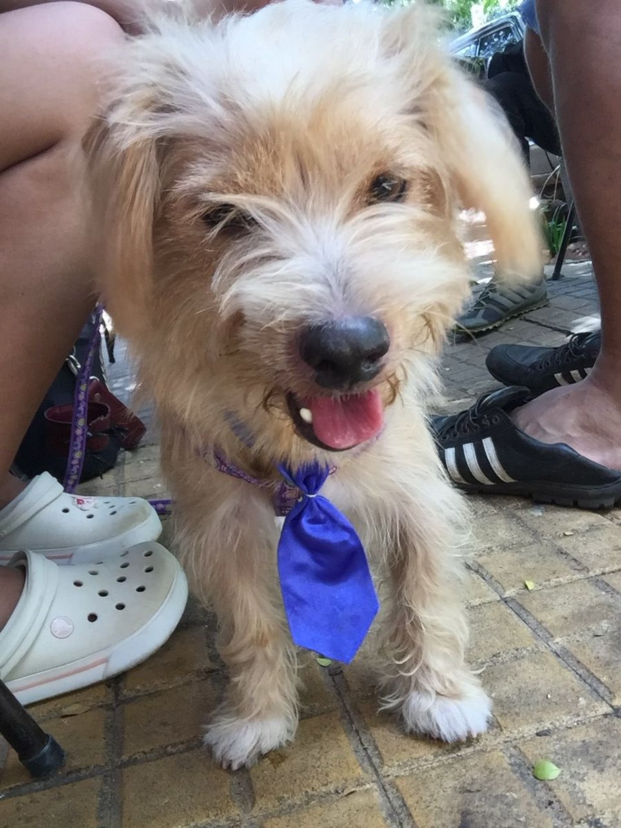 Días, porque bueno sería encontrarle a mi Perrito 💔 
Si por favor me ayudan con un Rt,  desde anoche Piero está perdido 😞😞 por si alguien le vio por las calles de Villa Elisa, zona Club Sol de Mayo
Me pueden contactar a este número 
0976 357840

Gracias gracias !! 🐶🐾