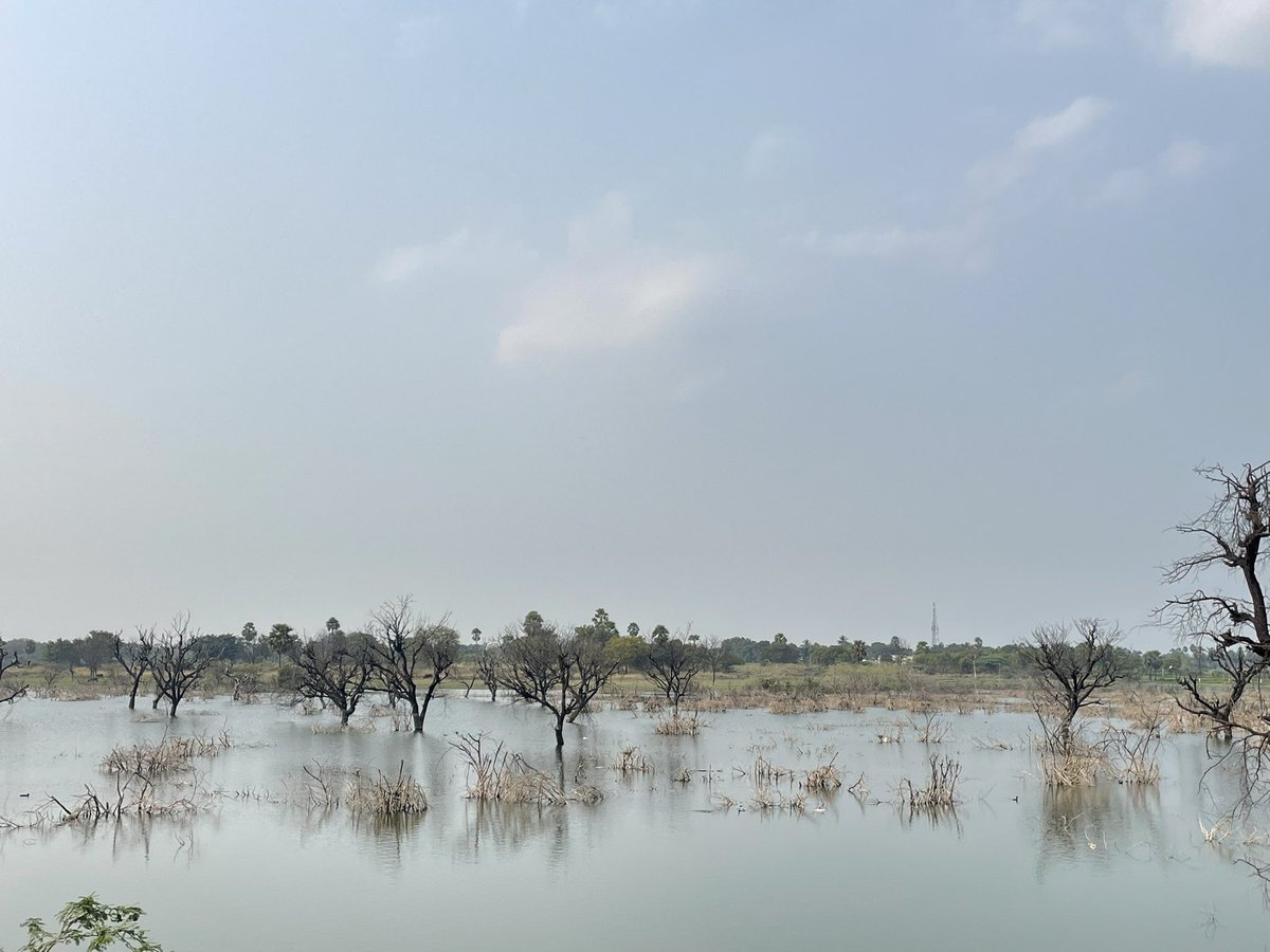 msahoo626's tweet photo. Wetlands serve as breeding grounds for many species that assist in pest control, reducing the need for chemical interventions in agriculture.
#ecosystem #WetlandConservation #wwf #farmers #birds https://t.co/gnKJH9fPXQ