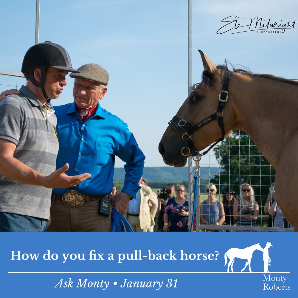 Question: How do you fix a pull-back horse? Read Monty's answer in the Ask Monty Q&A: montyrobertsuniversity.com/q_and_a Have your own question for Monty? 👉 Send it to askmonty@montyroberts.com #MontyRoberts #AskMonty #StartingNotBreaking 📷 Ele Milwright