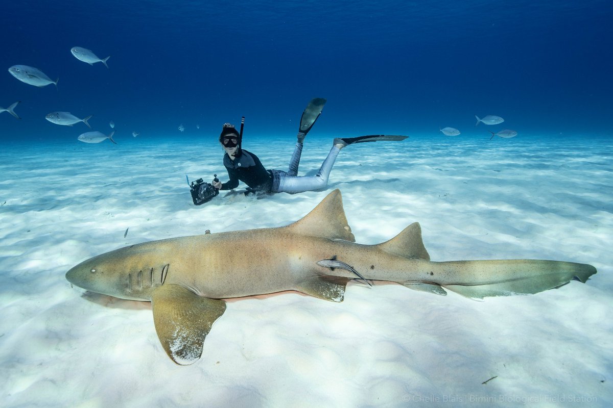 BiminiSharkLab tweet picture