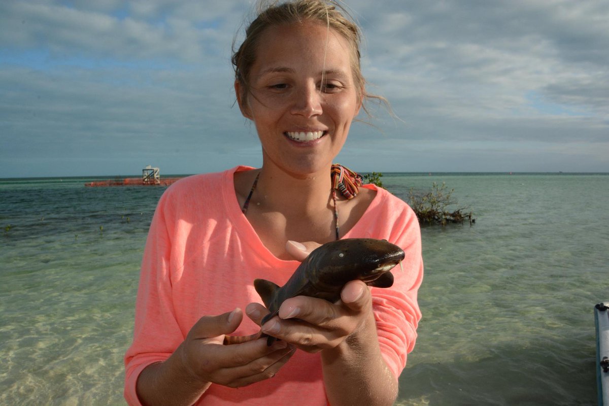 BiminiSharkLab tweet picture