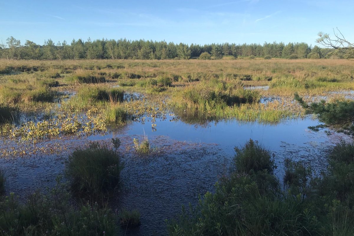 Did you know that #Peatlands can capture 3 x more carbon then woodlands, & mosses growing here can store 50 x their own weight in water preventing flooding & drought? Working with #DorsetPeatPartnership we are restoring these areas across Dorset #WorldWetlandsDay #DorsetPeat