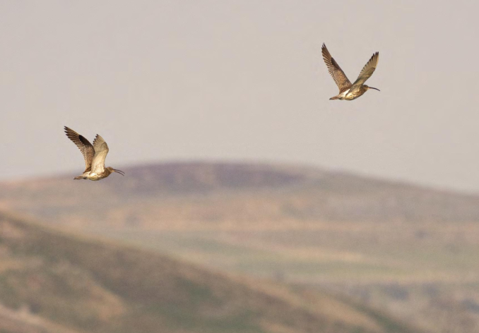 yorkshire_dales's tweet photo. The Cry of the #Curlew exhibition is now on at @DalesMuseum in #Hawes.

The exhibition celebrates these beautiful birds and the #YorkshireDales with photography, art, music and poetry 🫶

Meet one of the artists tomorrow 3 February 10 am - 3:00 pm. 

👉 https://t.co/UJI0URY8BK https://t.co/VMDoaxIF45
