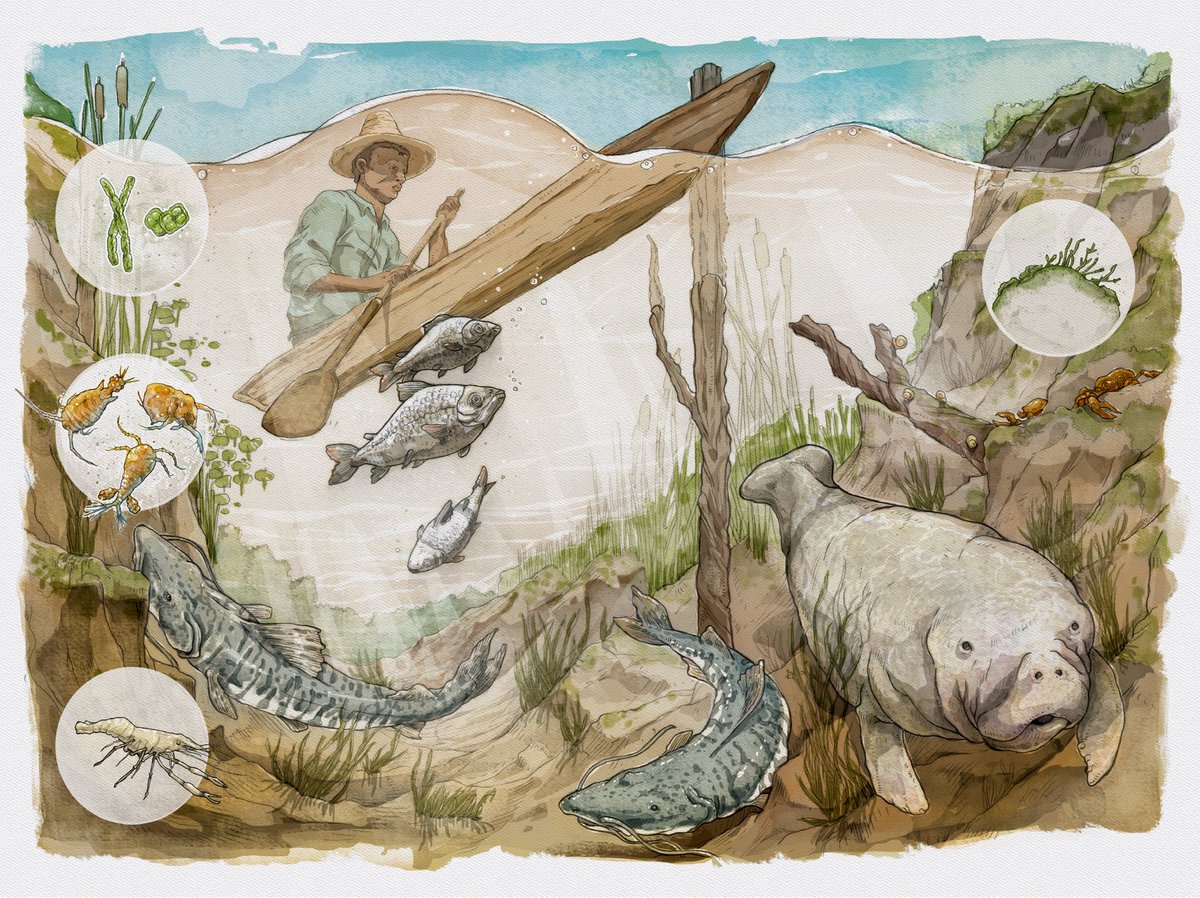 Los humedales son más que simples territorios acuáticos; son rompecabezas anfibios donde convergen aspectos biológicos e hidrológicos. Desde lo local hasta lo global, su impacto es palpable, revelando una compleja evolución y su relación con la cultura humana. 
#DíaDeLosHumedales