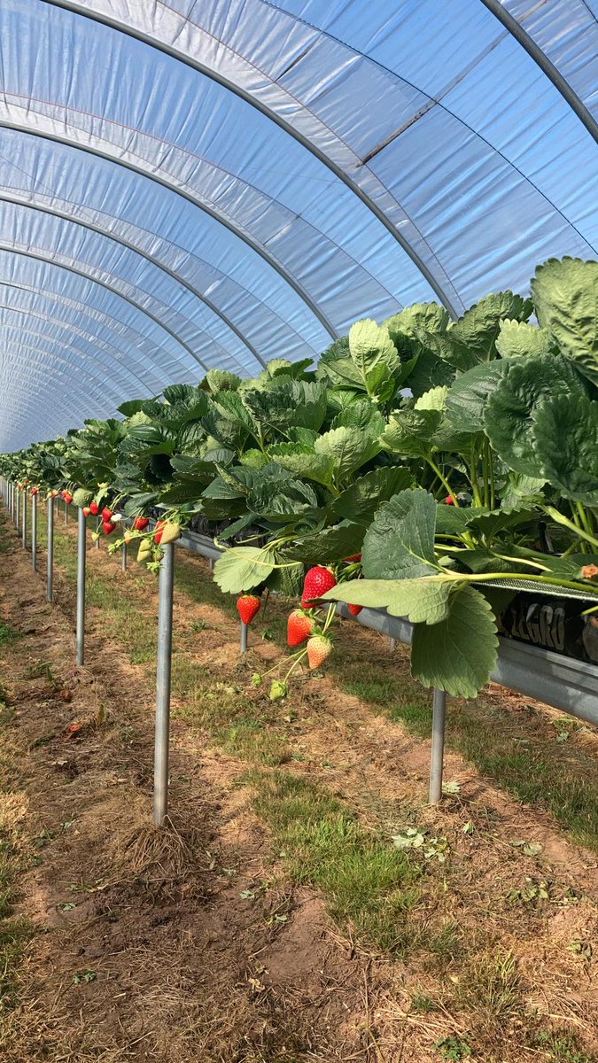 Agritech_'s tweet photo. Irrigation Management Phone App

Record it - Sync it - View it - Export it (PDF, CSV)

https://t.co/1TIEAKaGGf

Click on the link for more information. https://t.co/4XYsIXFAnS