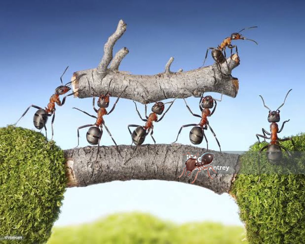 LorenaReyesSal5's tweet image. Perseverantes, contundentes, unid@s, resistentes, así es como nos identificamos en nuestro #EquipoADMM , cada aprendizaje obtenido en este gran equipo, cada  peldaño 🪜 es gracias a la voluntad de tod@s, esto se da con una fórmula secreta; Respeto y Lealtad les dicen  🫶🏾