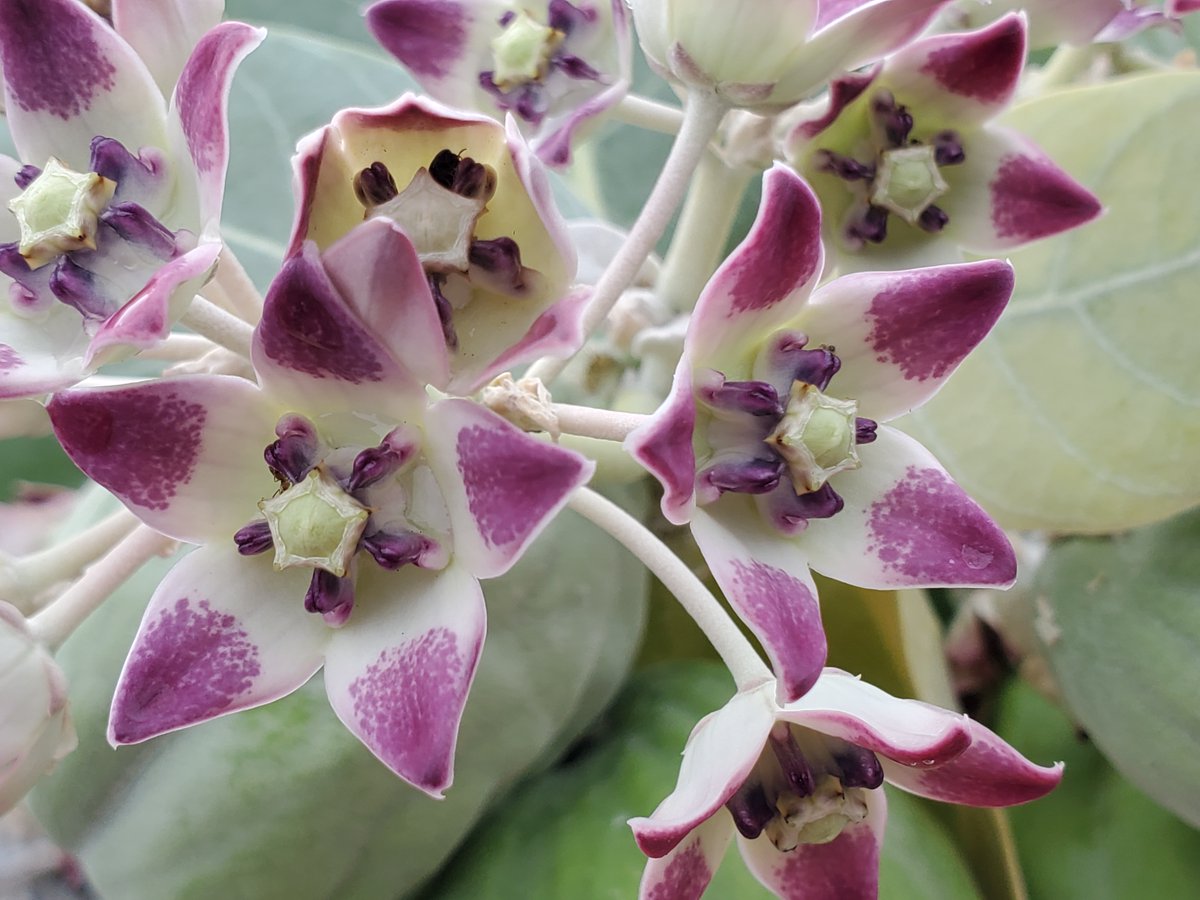 Dunn4Authors's tweet photo. It's Aloha Friday.
Yhe crown flower has clusters of waxy flowers that are either white or lavender in color.
The crown flower is used in lei making.
-Wikipedia
#AlohaFriday #ItsAlohaFriday #AlohaSpirit #AlohaState #AlohaStateOfMind https://t.co/rW5is5XGsZ
