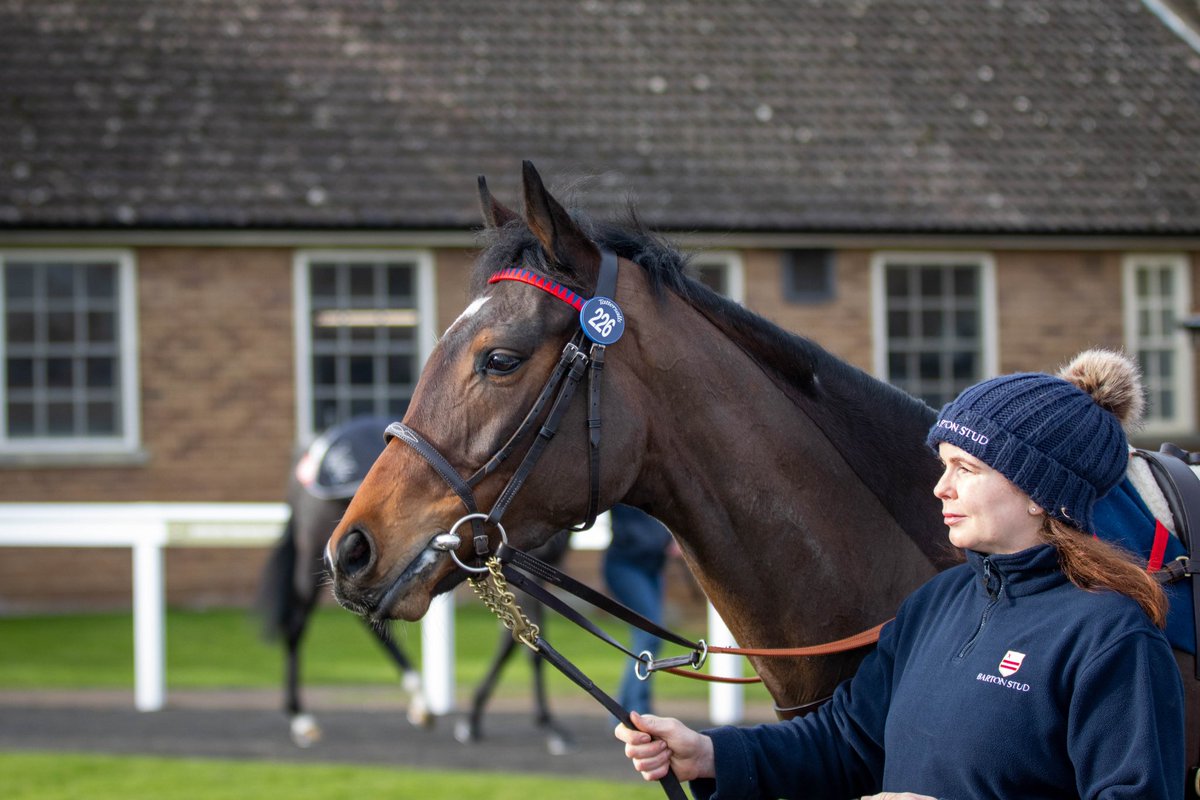 📸Tattersalls February Sale: Day 2 #BartonStud #TattsFebruary