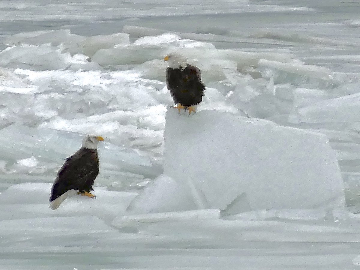 #fbf #otd 2022
Bald Eagles on partially frozen Lake Erie 
#birdphotography #birds #baldeagle #eagle #Cleveland #LakeErie #lakeerielove
