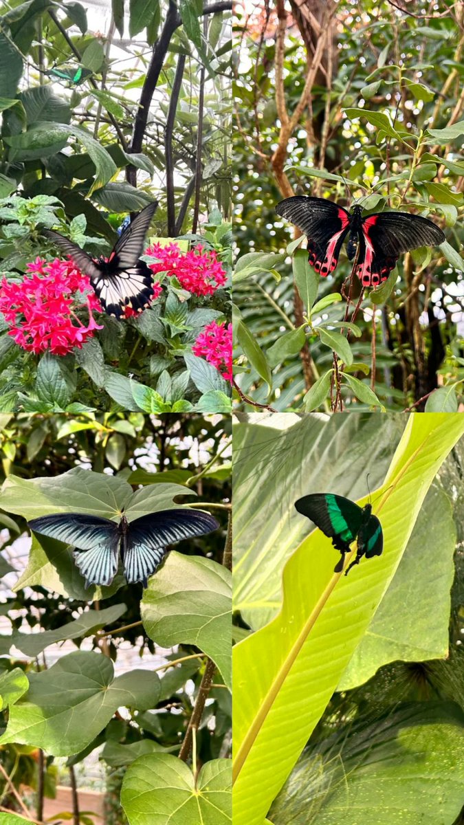 Plant EcoGenomics Lab - UniPD (@planteg_unipd) on Twitter photo New update for the #campanulazoysii project! This week <a href="/YasamanRanj/">Yasaman Ranjbaran</a> went to #Munich to the state #herbarium, to sample Campanula specimens, some herbarized by Wolf himself! She also visited the #botanicalgarden 🦋
What do you think the next step of the #projectCampanula will be? New update for the #campanulazoysii project! This week <a href="/YasamanRanj/">Yasaman Ranjbaran</a> went to #Munich to the state #herbarium, to sample Campanula specimens, some herbarized by Wolf himself! She also visited the #botanicalgarden 🦋
What do you think the next step of the #projectCampanula will be?
