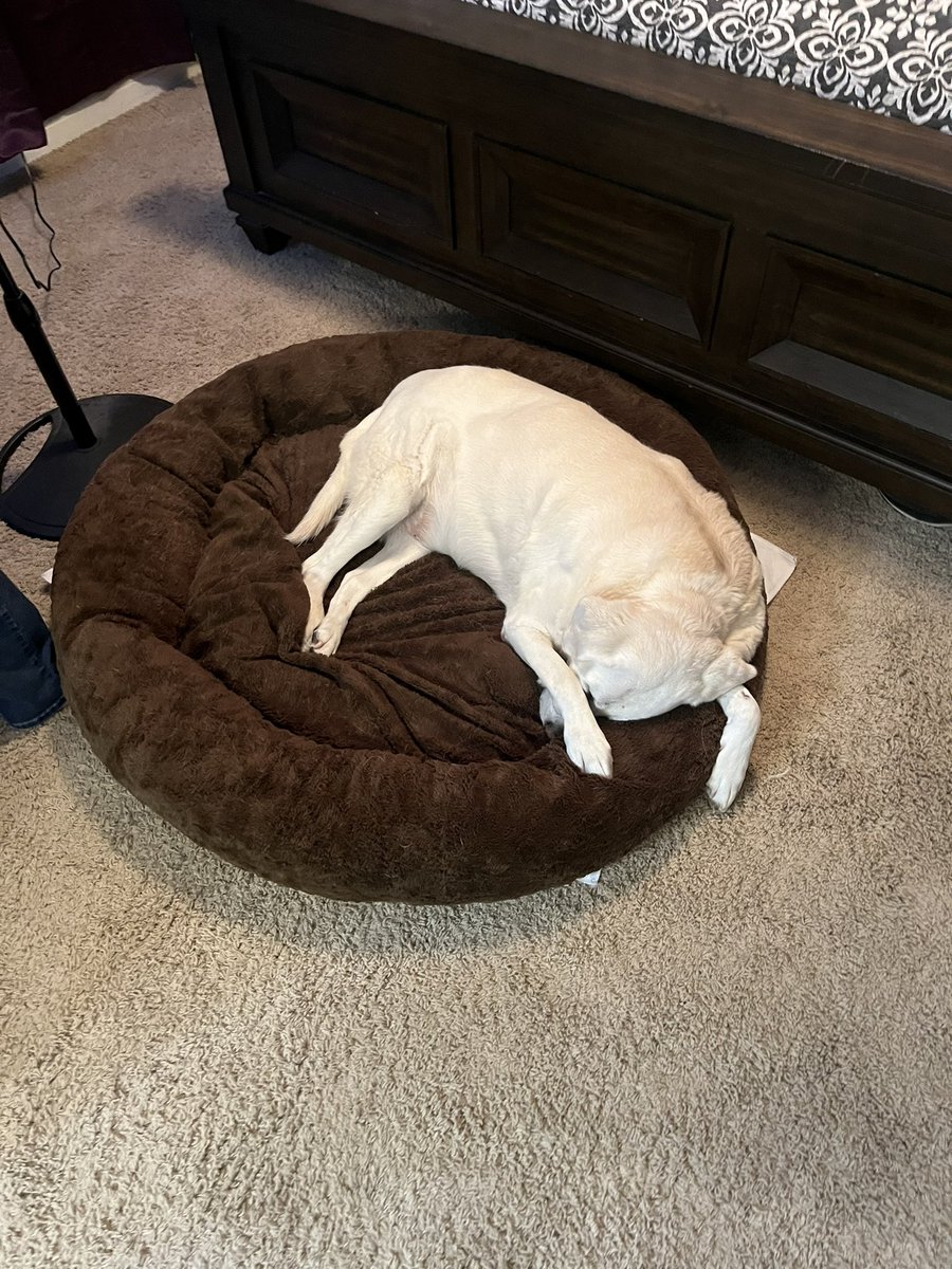 bigmattpaulsen's tweet photo. Happy Friday all! I must have been tired! I overslept and didn’t make it to the gym this morning! Miss Bella felt the same way! Oh well, it will probably pay off later! Good day all! #justkeepmoving #inspiresomeonetoday #sleepisrequired https://t.co/UmYAFoK5Dz