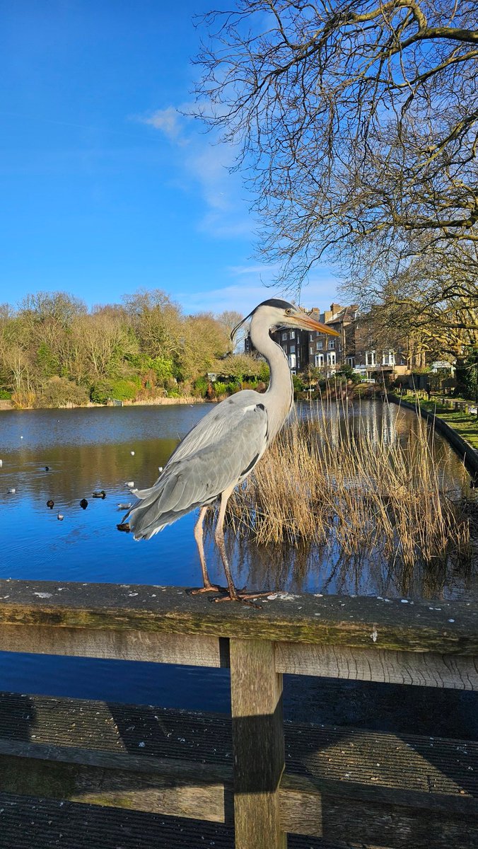 Views of the Heron on the Heath!

#HampsteadHeath #London #NW3