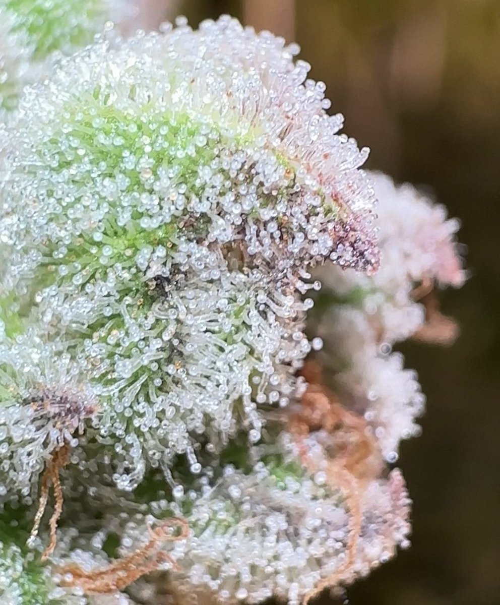 Grapestomper ogbx #4 “champagne cut” still the most grape and gas strain ive ever grown or smoked. Bred by sunkentreasureseeds #grapestomper #sunkentreasureseeds #lightseeker #weed