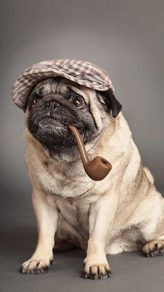 Dave_Sourdough's tweet photo. A selection of pugs in flat caps. Just because, really. #flatcapfriday https://t.co/0EUU3LLrN2