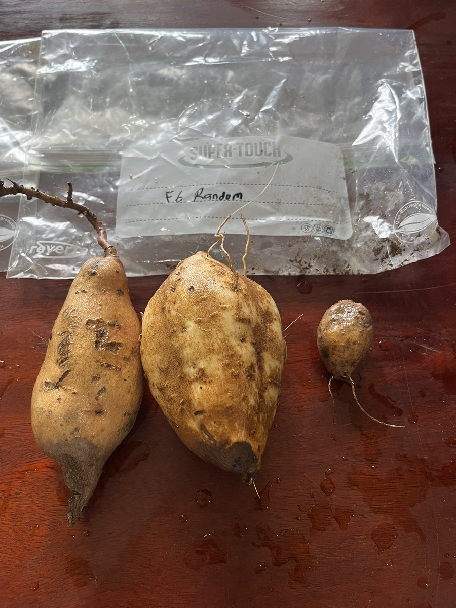 IR4_Director's tweet photo. #sweetpotato sample processing for #RTBbreeding has begun! @Carlomatrax @opiosamuel1 @b_oloka @YenchoLabNCSU @NARO_NaCRRI @Cipotato @NC_PSI @NCSU_DEPP @gatesfoundation @APS_OIP https://t.co/eeLRcYB3av
