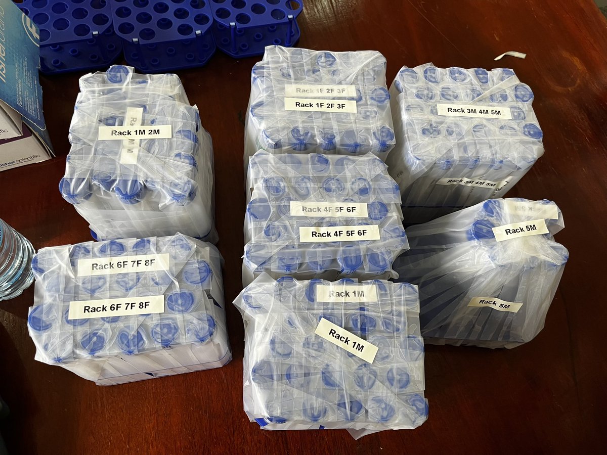 IR4_Director's tweet photo. #sweetpotato sample processing for #RTBbreeding has begun! @Carlomatrax @opiosamuel1 @b_oloka @YenchoLabNCSU @NARO_NaCRRI @Cipotato @NC_PSI @NCSU_DEPP @gatesfoundation @APS_OIP https://t.co/eeLRcYB3av