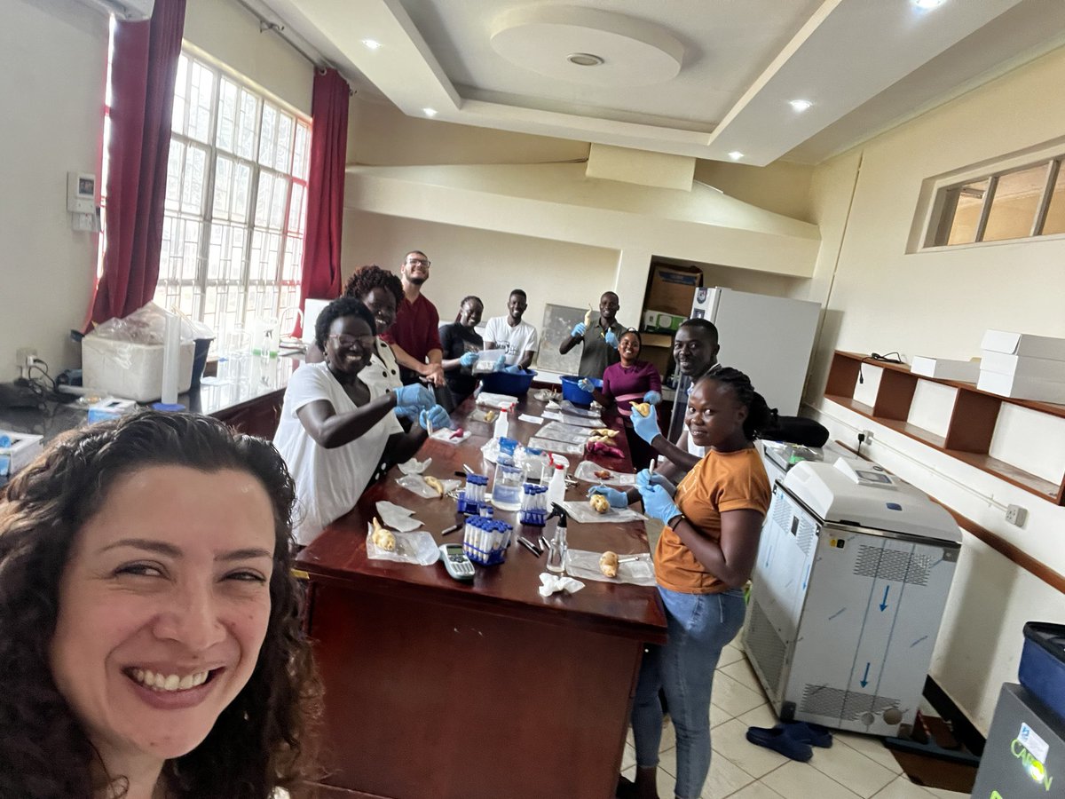 IR4_Director's tweet photo. #sweetpotato sample processing for #RTBbreeding has begun! @Carlomatrax @opiosamuel1 @b_oloka @YenchoLabNCSU @NARO_NaCRRI @Cipotato @NC_PSI @NCSU_DEPP @gatesfoundation @APS_OIP https://t.co/eeLRcYB3av
