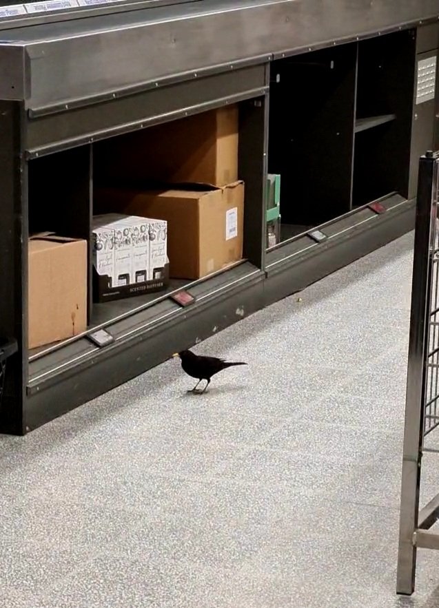 Even blackbirds shop at <a href="/AldiUK/">Aldi Stores UK</a> ! Hoping it makes its way out soon 🤞