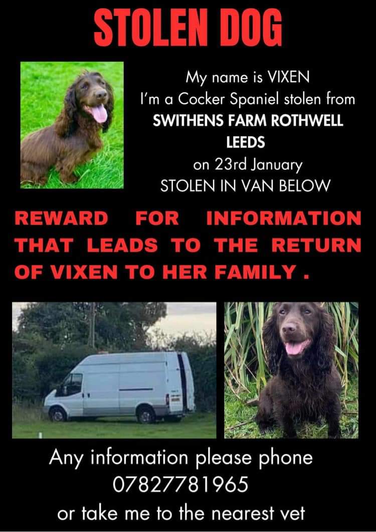 MissingPetsGB's tweet photo. "If you have seen VIXEN or you know someone who has just got a dog that fits Vixen's description please let me know.
Vixen will be scared to death she has never known anything but me.
I need her back ASAP
I can’t sleep not knowing where she is &amp; that she is safe." https://t.co/HyWNoFAyxX