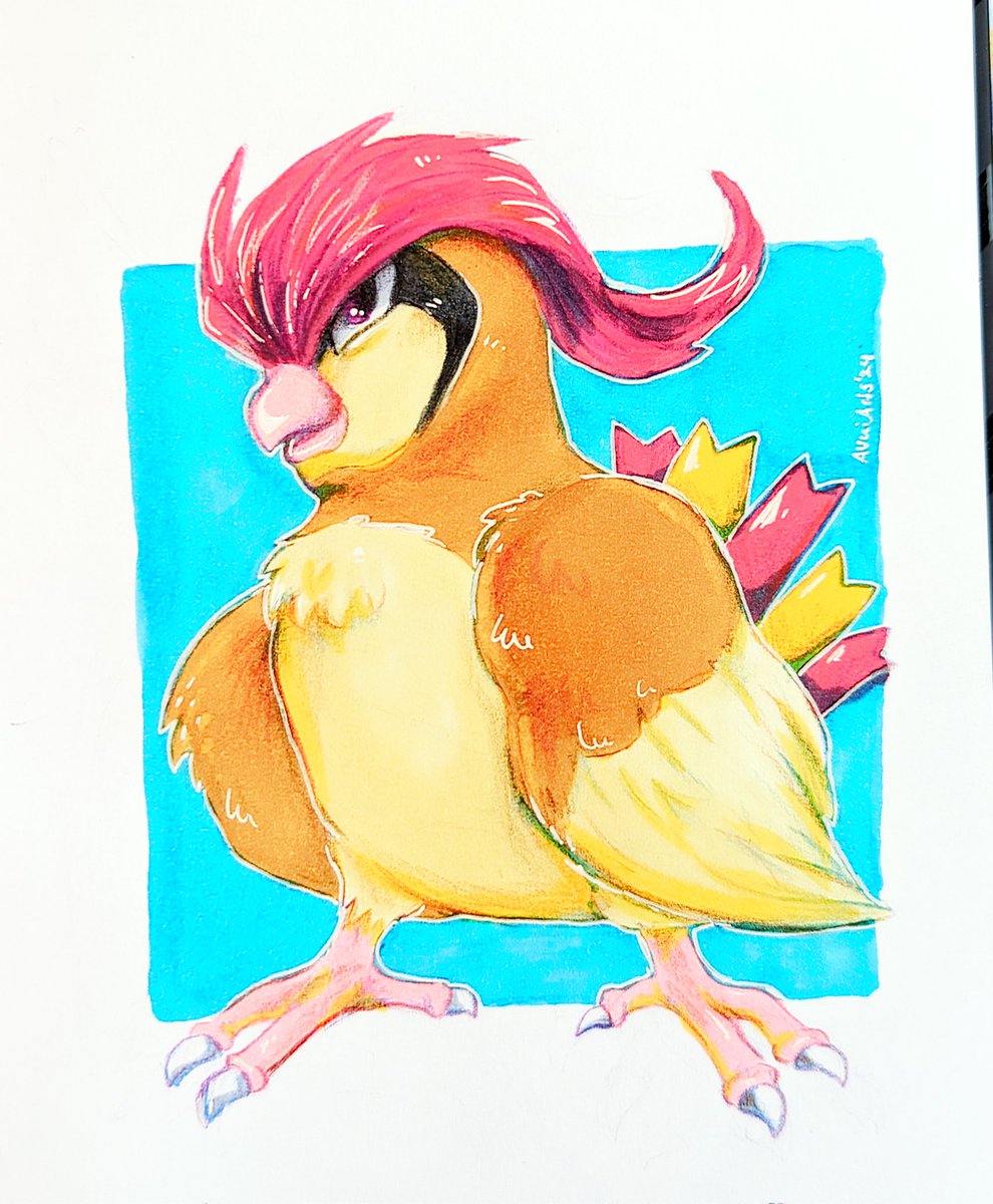 AvuiArts's tweet image. # 16 Pidgeotto

This one was intesting. Pidgeotto used to have 4 claws in early art and apparently only has 3 now. official art has different bodshapes. 

#pokemon #pokémon #kantopokemon #pidgey #pidgeotto #pidgeot #traditionalart #pokemonart #pokemonfanart