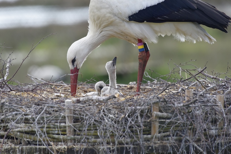 To celebrate #WorldWetlandsDay learn about wetland restoration in Sweden through our new Restoration Story on reviving the White Stork population and restoring its wetland habitat: ow.ly/pbi550Qx6Ru #generationrestoration  #WetlandRestoration #RestorationStory #WhiteStork