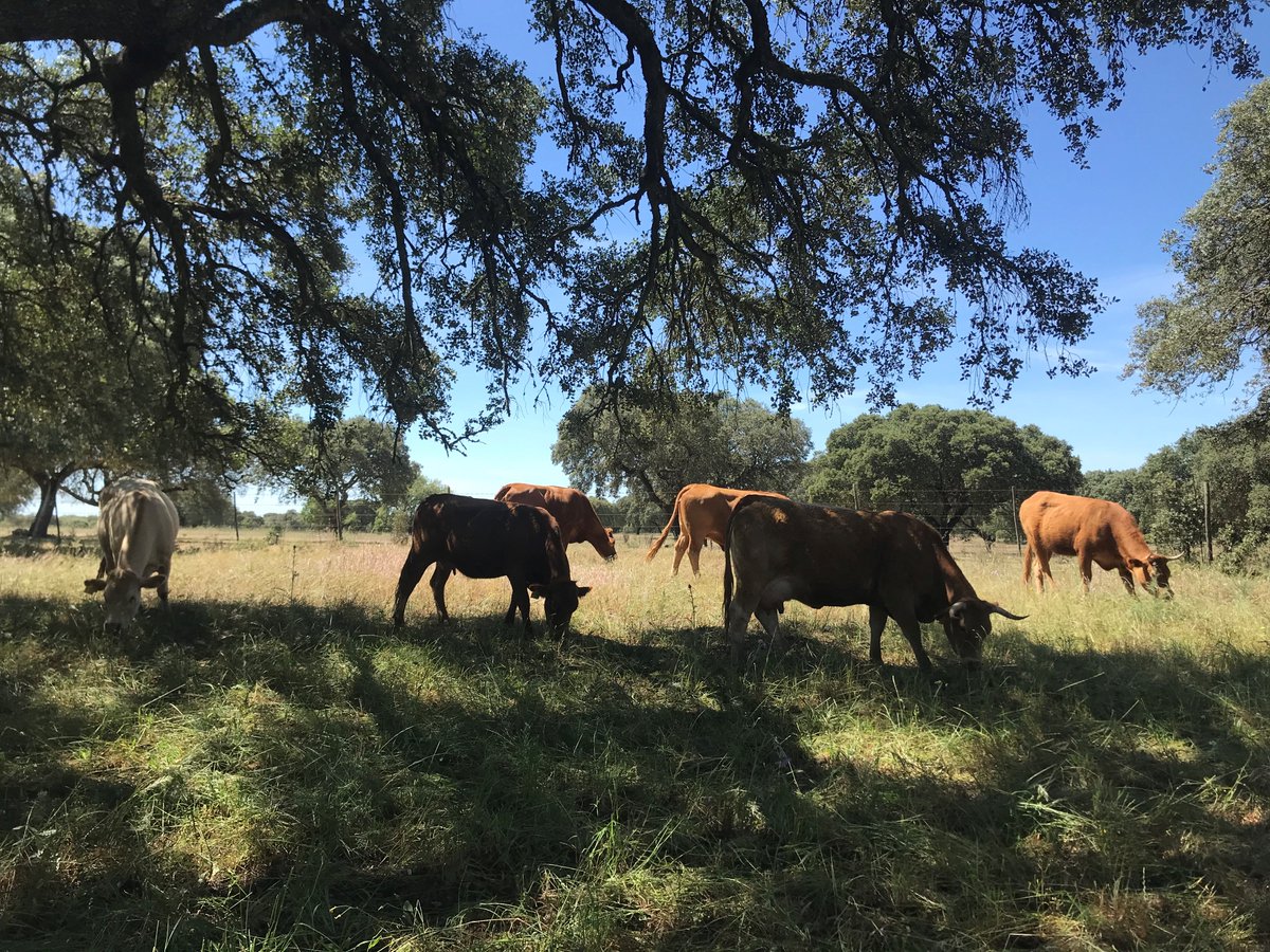 H2020SuperG's tweet photo. Interested in grasslands and how they can be managed to provide food, biodiversity and other vital services for society? You can still register as an online delegate for next week’s SUPER-G final conference. Join us for all or part of the day:
https://t.co/WDS92uJDKm https://t.co/nhYlB2FEN2