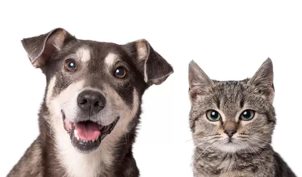 cadenapolitica's tweet photo. ¿Perro o gato, cuál es más inteligente según la ciencia?🐶😺
#PetIntelligence #AnimalBehavior #ScienceOfPets #PetResearch #IntelligentAnimals #PetIQ
👇👇👇
https://t.co/CKqrqK3MGx https://t.co/T4FVlzfAzy