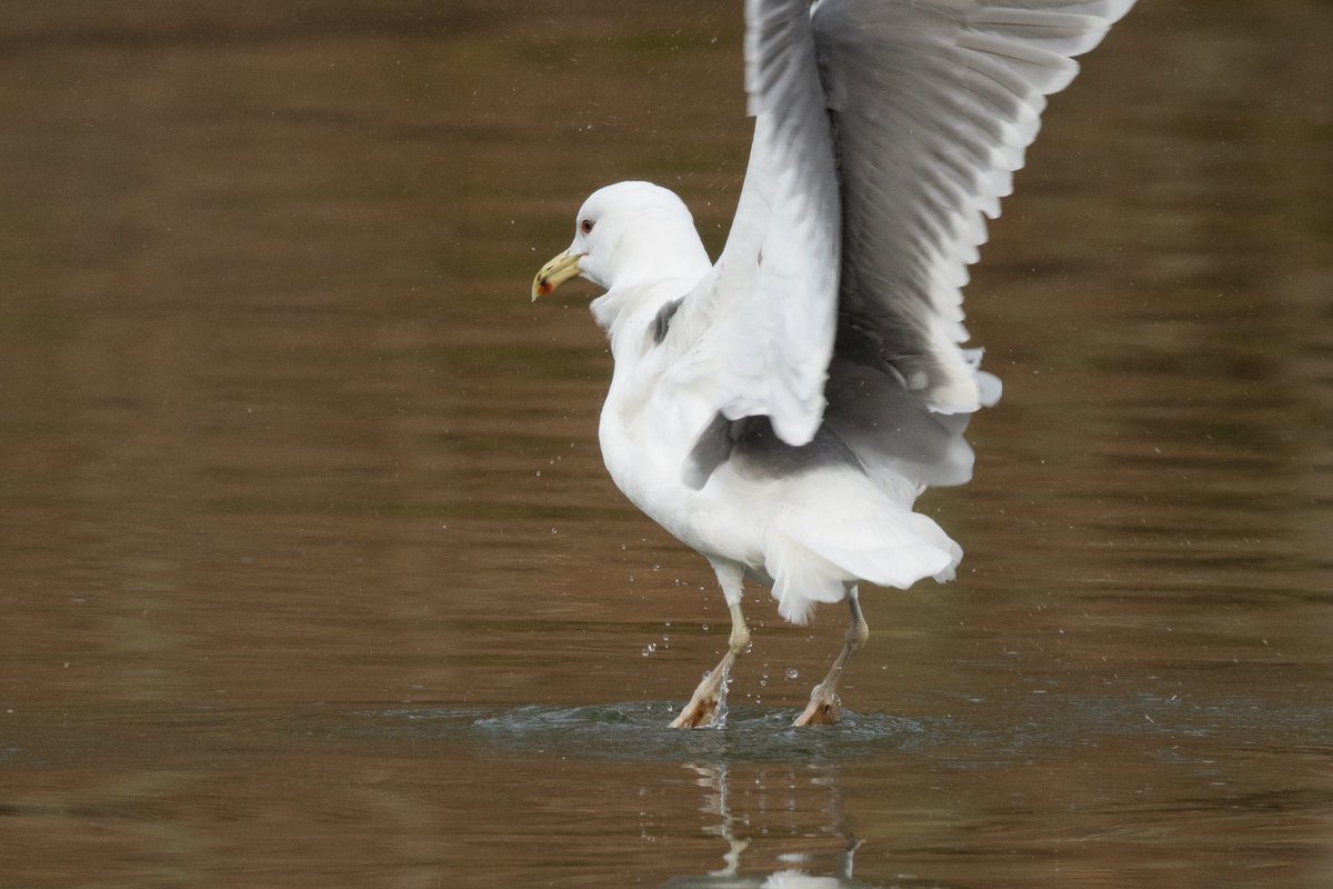 Thoughts pls 😎 Possible Caspian Gull, though not typical primary pattern. Lone bird on lower lake at Carbuton. Very wary, but keeps returning if flushed (push bikes or me getting out of car) @NottsBirders @BirdGuides @RareBirdAlertUK 02 Feb 2024 1230hrs