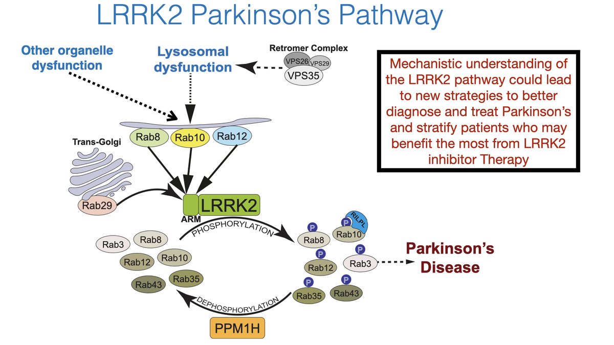 mrcppu's tweet image. Join us! Postdoctoral Researcher position available in the Alessi lab: ppu.mrc.ac.uk/careers/recrui… #SignalTransduction #Kinase #LRRK2 #Parkinsons #Lysosome #GTPase #Phosphatase #Rab