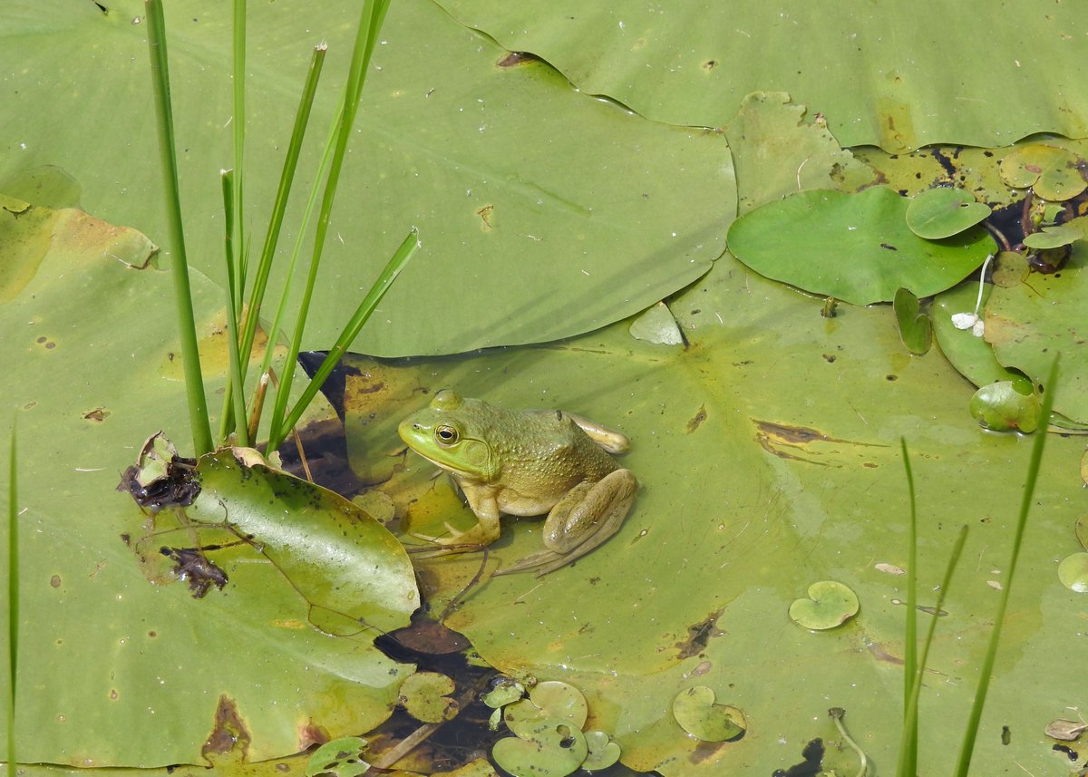 Fondation faune tweet media