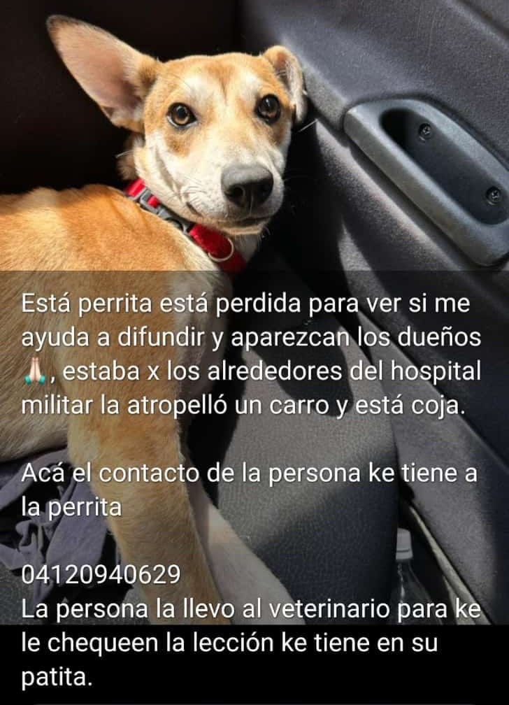 PerroUsuario Wof '•' tweet media