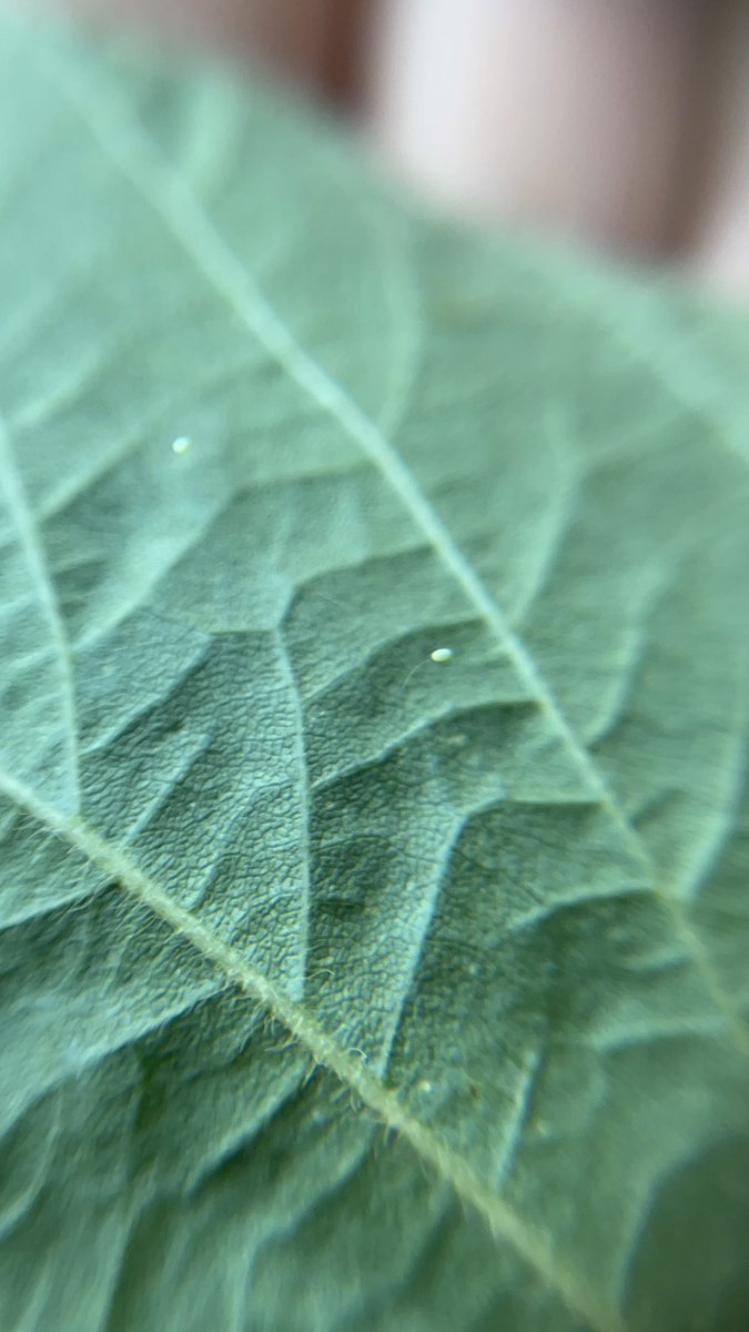 Días atrás subimos fotos de adultos de Crisopa, que por suerte venimos viendo en varias sojas de la zona. Ayer recorriendo junto a @totefb pudimos ver y fotografiar posturas.
Sus larvas son ávidos depredadores de áfidos y también colaboran controlando poblaciones de Trips.