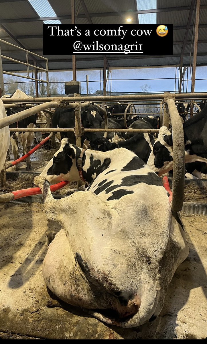 Do u think she’s comfy