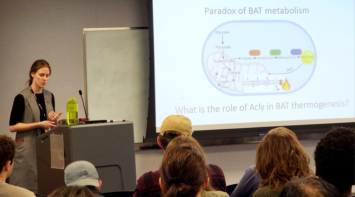 UMassDiabetes (@umassdiabetes) on Twitter photo Kate Korobkina, a PhD candidate in the <a href="/guertin_lab/">Dave Guertin</a> presenting #research data to the <a href="/umasschan/">UMass Chan Medical School</a> community about the role that an enzyme called ATP-citrate lyase plays in #brownfat tissue, including its effect on #mitochondria & rewiring of #metabolism. Kate Korobkina, a PhD candidate in the <a href="/guertin_lab/">Dave Guertin</a> presenting #research data to the <a href="/umasschan/">UMass Chan Medical School</a> community about the role that an enzyme called ATP-citrate lyase plays in #brownfat tissue, including its effect on #mitochondria & rewiring of #metabolism.