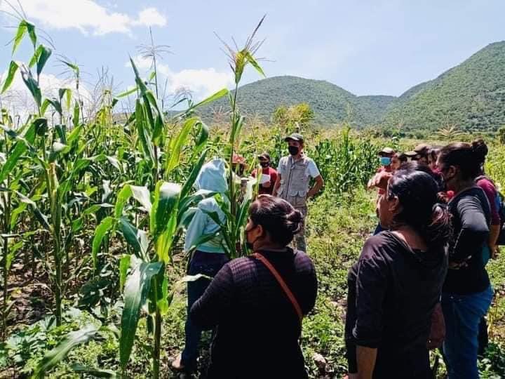 CentralQNoticia's tweet photo. 🌽 Hoy se realiza la bendición de las #Mazorcas en algunas comunidades de #Oaxaca.
En el marco de las festividades del día de la #Candelaria en #Oaxaca, se lleva a cabo la bendición de las mazorcas, una tradición profundamente arraigada al valor cultural del #Maíz en los pueblos indígenas de la región.
Para algunas comunidades indígenas estas fechas son de purificación, por lo que se bendicen las mazorcas que se usarán en la próxima temporada de siembra.
📸 Redes
#CentralQNoticias #Oaxaca #Noticias
https://t.co/YZa7OI9OXh