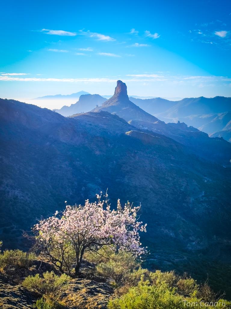De los almendros más pequeños que vi y de los más hermosos 😍