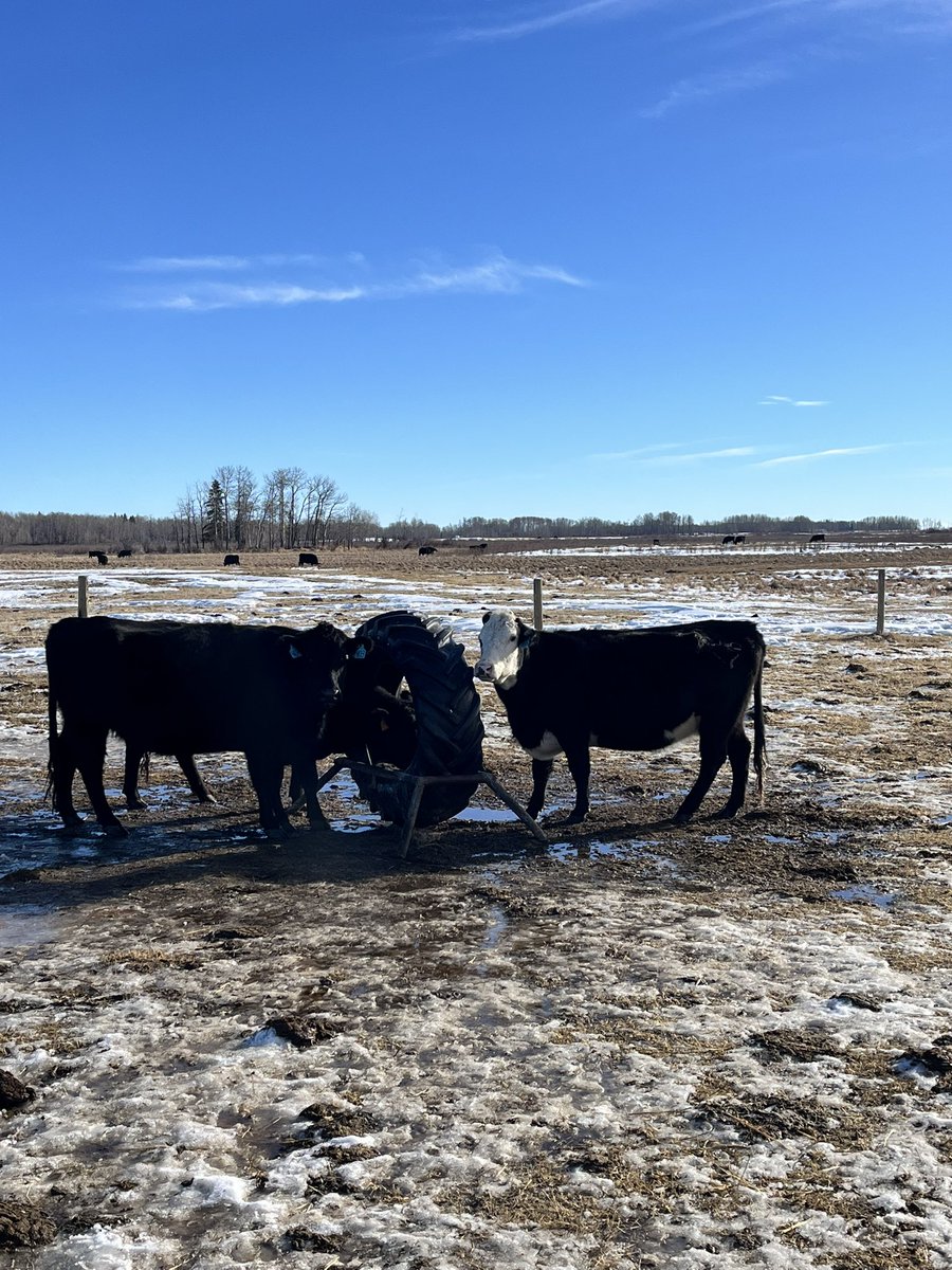 garrett_wolf3's tweet image. Had to give the cows their flintstones this morning #foolsspring #mineral