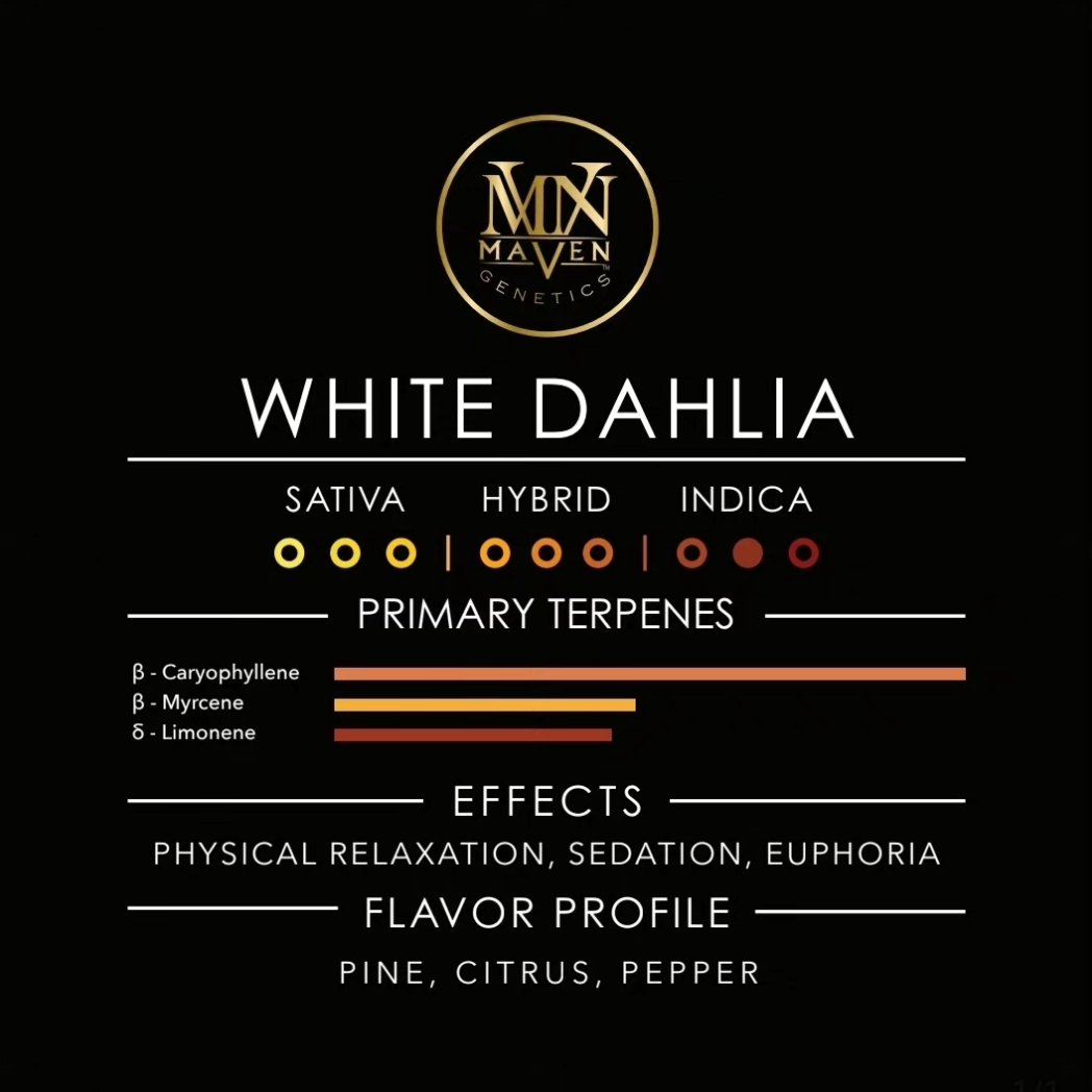 MavenGenetics's tweet photo. #FrostyFriday featuring our exceptional Black Box Collection strain, White Dahlia π€ This Pure Michigan F2 x Medusa cross radiates beauty and grace, one to be admired for its crystalline form and pure icy perfection βοΈ #MavenGenetics https://t.co/3UmcGql5cn