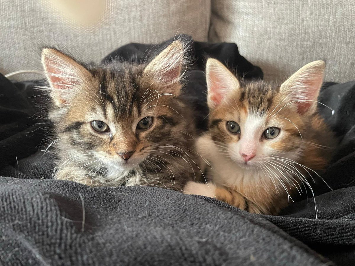 FubarBhoy's tweet image. Day 33 walk on Blackrock greenway earlier today but on my daughter’s instruction the picture I’ve to use is of the two new additions to the house, Arya and Evie. They’ve already turned the house on its head 🙃
#100daysofwalking  #round4crew @NTBreakfast
