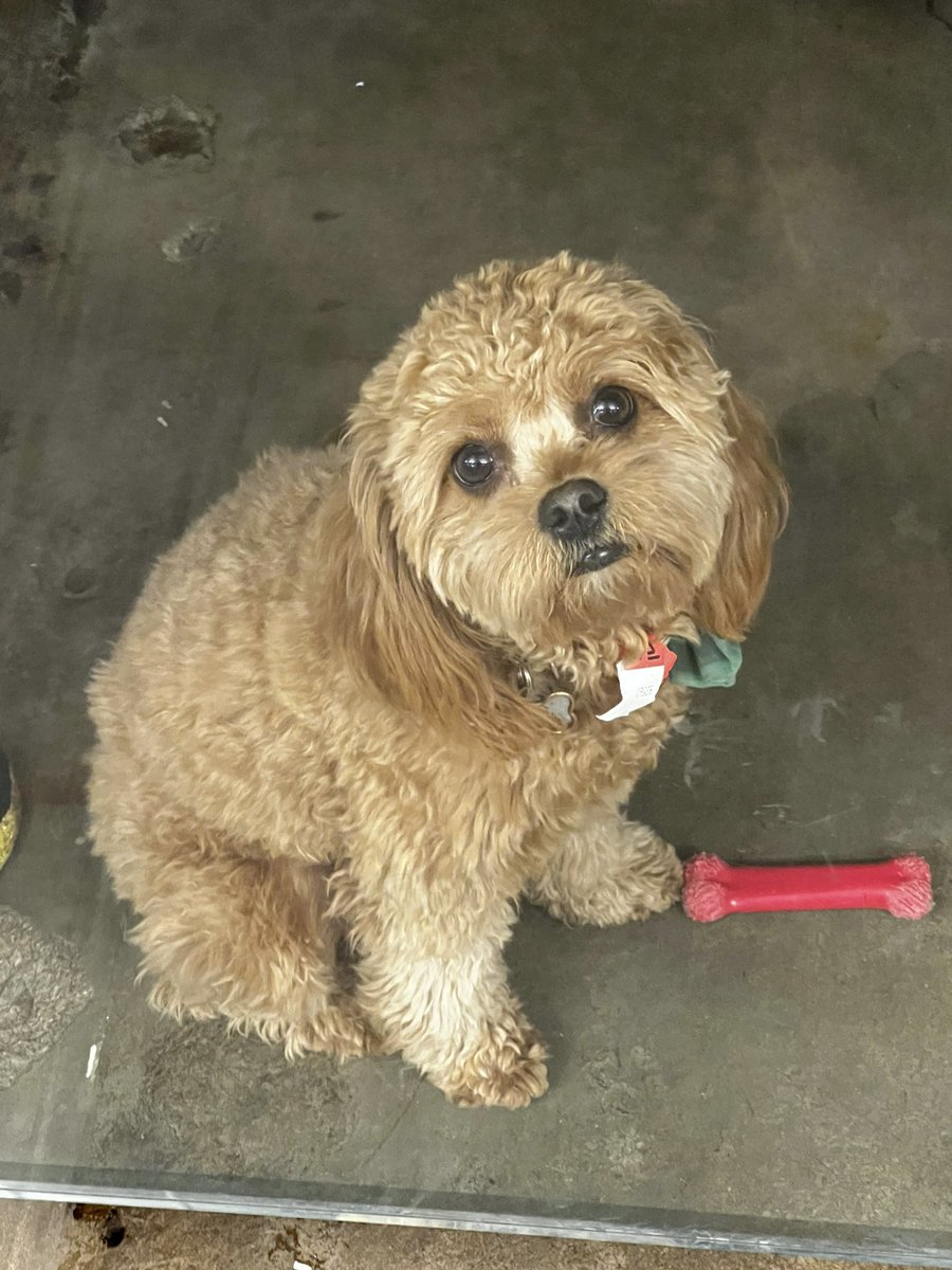 captbrookelyn's tweet photo. Getting paid to basically hang out with dogs is very cool https://t.co/sqv0lfiXXM