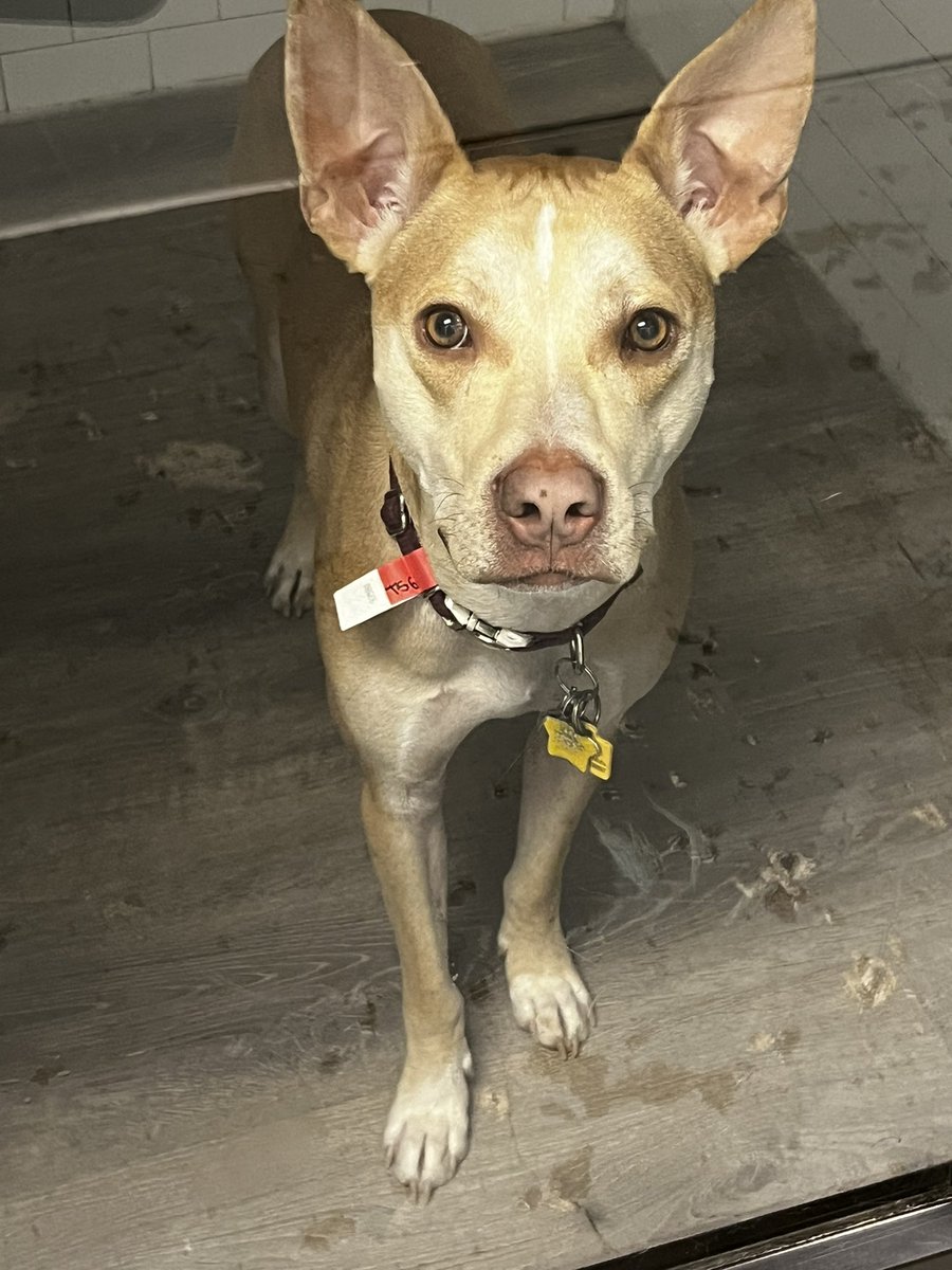 captbrookelyn's tweet photo. Getting paid to basically hang out with dogs is very cool https://t.co/sqv0lfiXXM