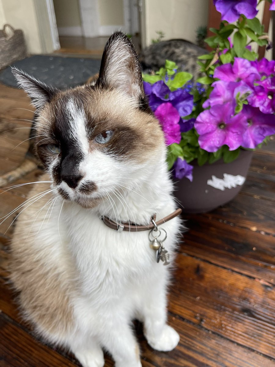 #PostAFavPic4VioletFeb24
Day 2: Groundhog 
Happy #GroundhogDay2024! We heard that Punxsutawney Phil did not see his shadow! Yay! Spring will come early! 🌱🍃🌸🌷😸
#CatsOfTwitter #CatsOfx #CaturdayEve #cats