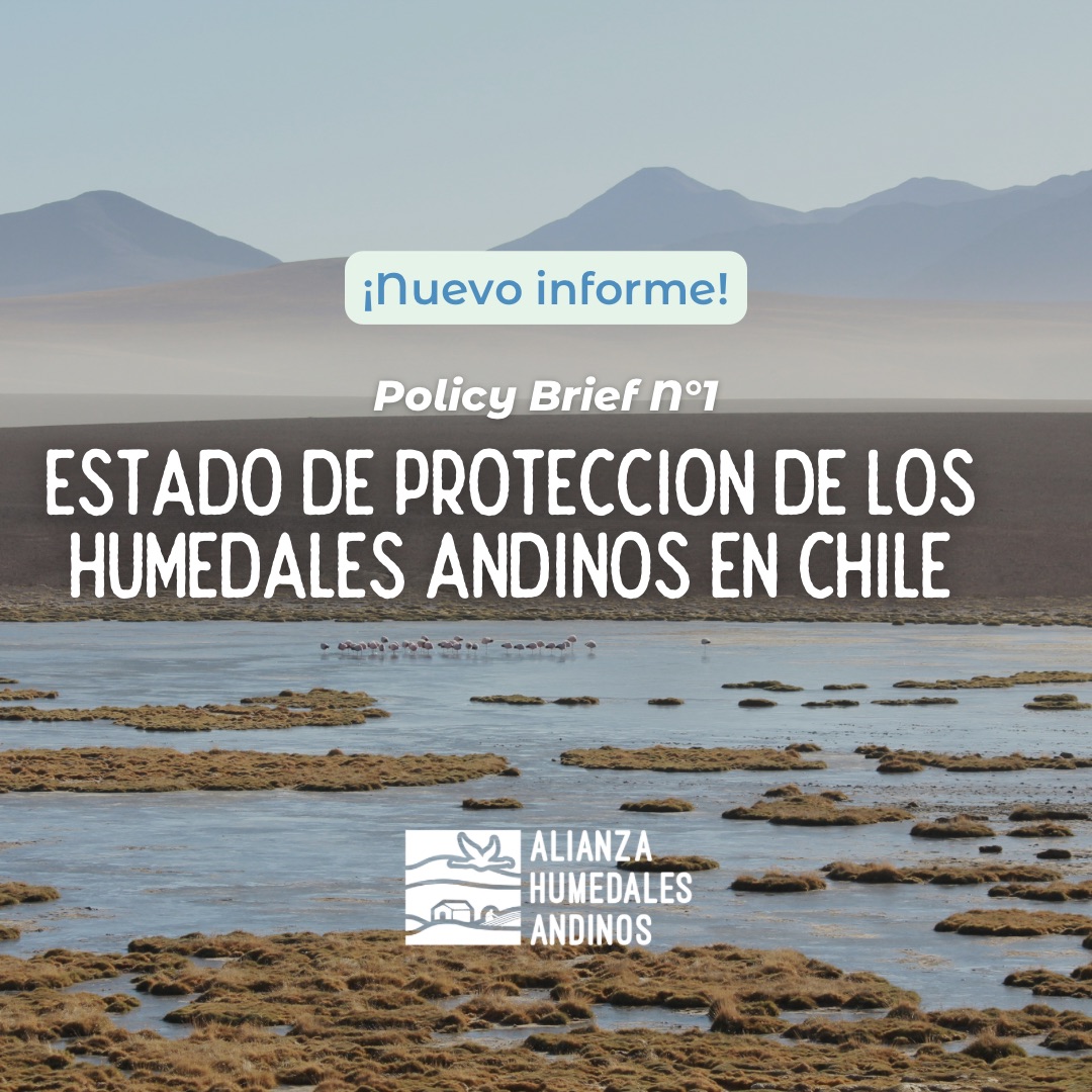 ¡Ya está disponible el primer documento de recomendaciones de la Alianza de Humedales Andinos!

El «Policy brief: Estado de protección de los humedales andinos en Chile🦩», es un documento publicado en el marco del #DíaMundialDeLosHumedales🌱

🔗En bit.ly/PolicyBriefHum…