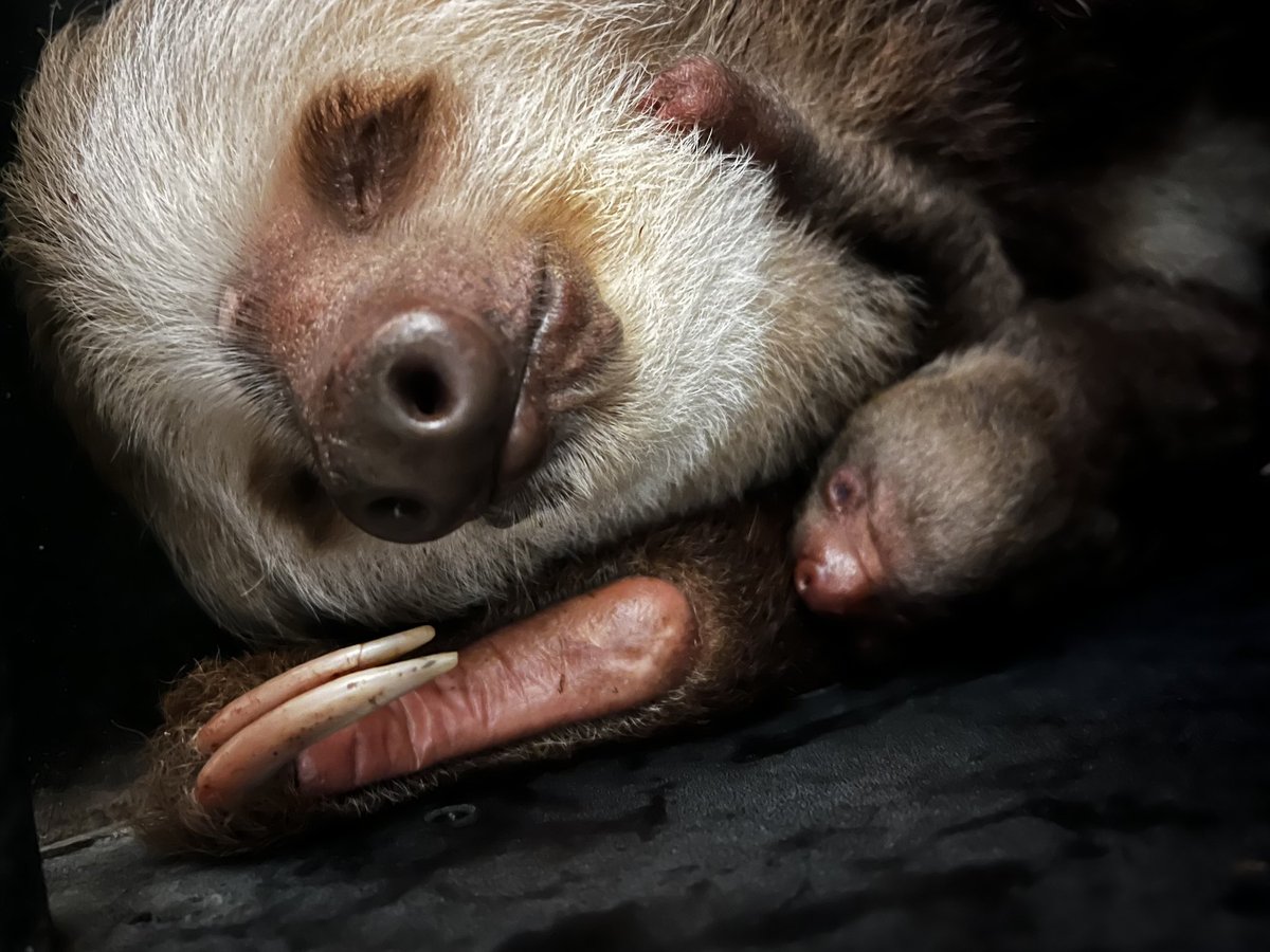 Oh, BABY! We are thrilled to announce the birth of a healthy, happy, two-toed sloth. #babyanimals #sloth #babysloth #palmbeachzoo #lovefl #thepalmbeaches

Visit our website to learn more - palmbeachzoo.org/zoo-news/posts…