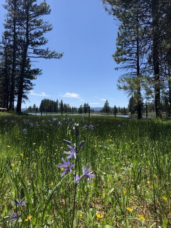 OchocoNatForest's tweet photo. ๐ฒ๐Happy Groundhog Day! ๐๐ฒ
๐Good news, Punxsutawney Phil woke up and didn't see his shadow! Here's to six more weeks until spring. ๐
What Springtime adventures are you looking forward to on the Forest and Grassland?
#CrookedRiverNG #OchocoNF #groundhogday2024 #springtime https://t.co/senzBZjDbR