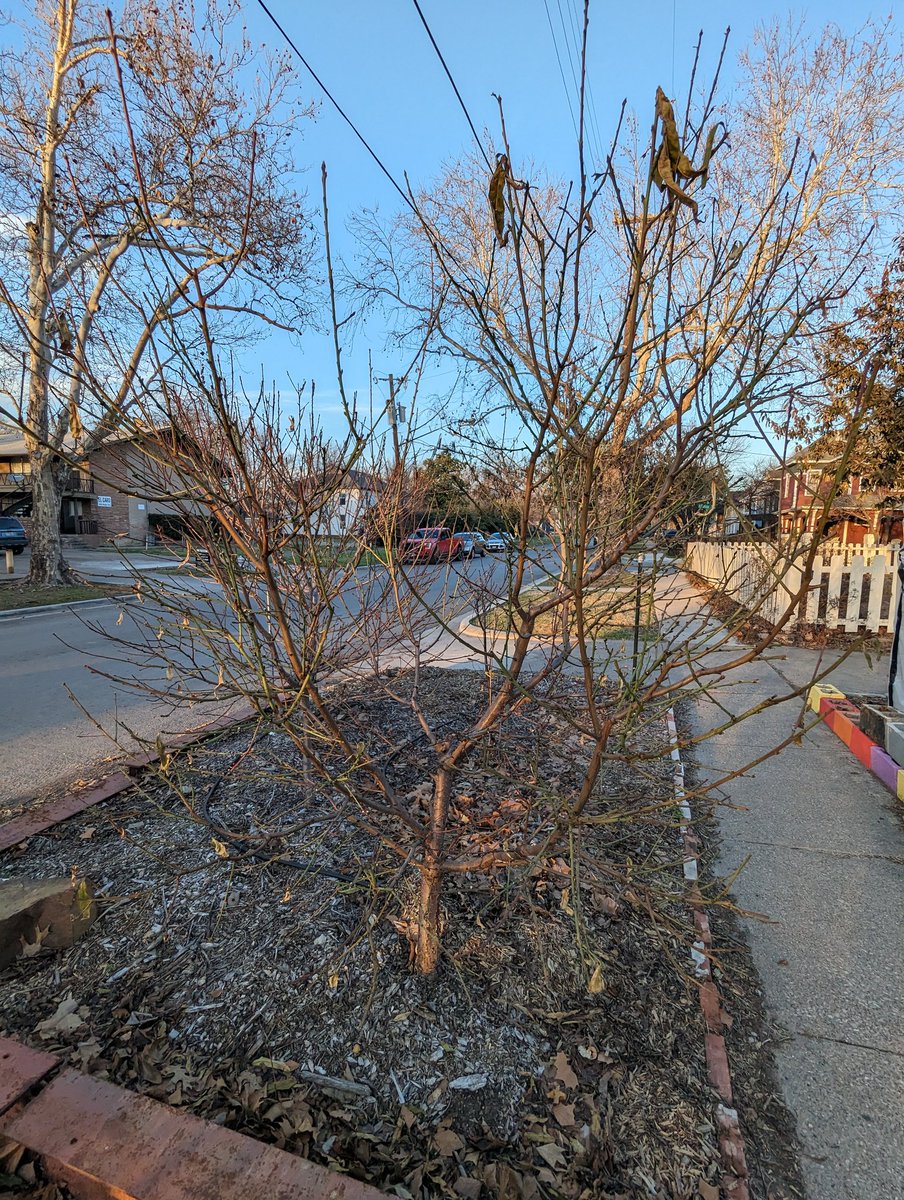 ncoxbarrett's tweet image. It's my favorite part of the year...pruning!