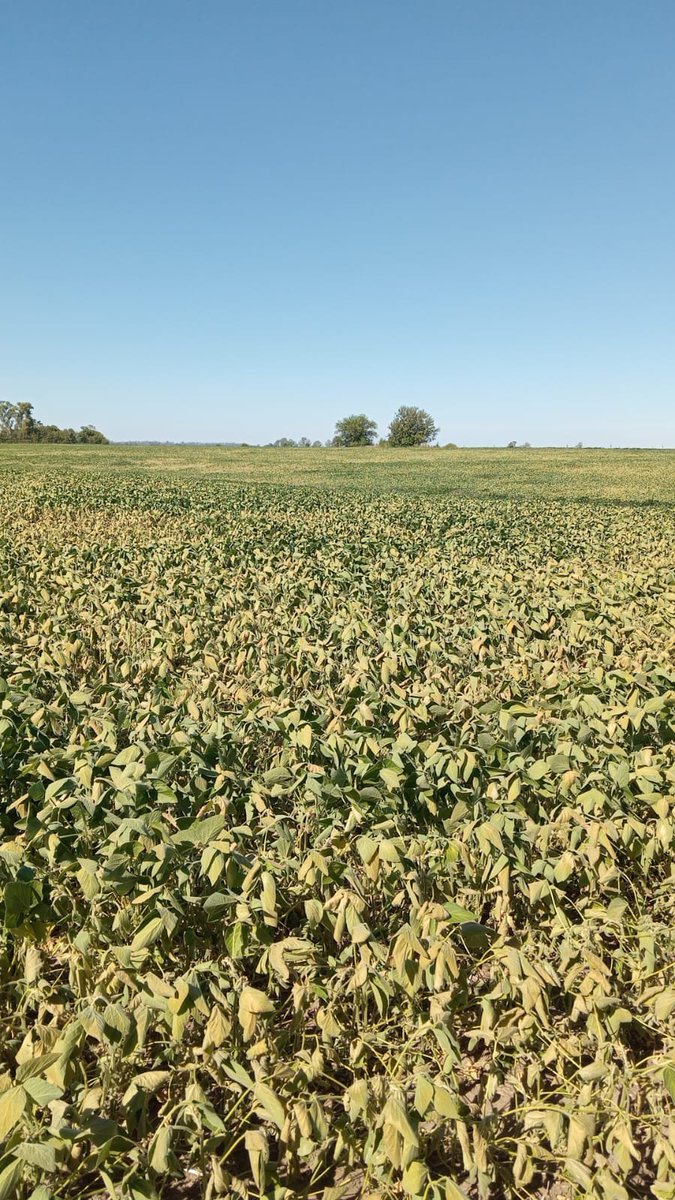 edel_solar's tweet photo. 02/02/2024 Cultivo de Soja
Rancagua, Partido de Pergamino
Chau cosecha record, no paga los costos. https://t.co/kkFOYcWnF2