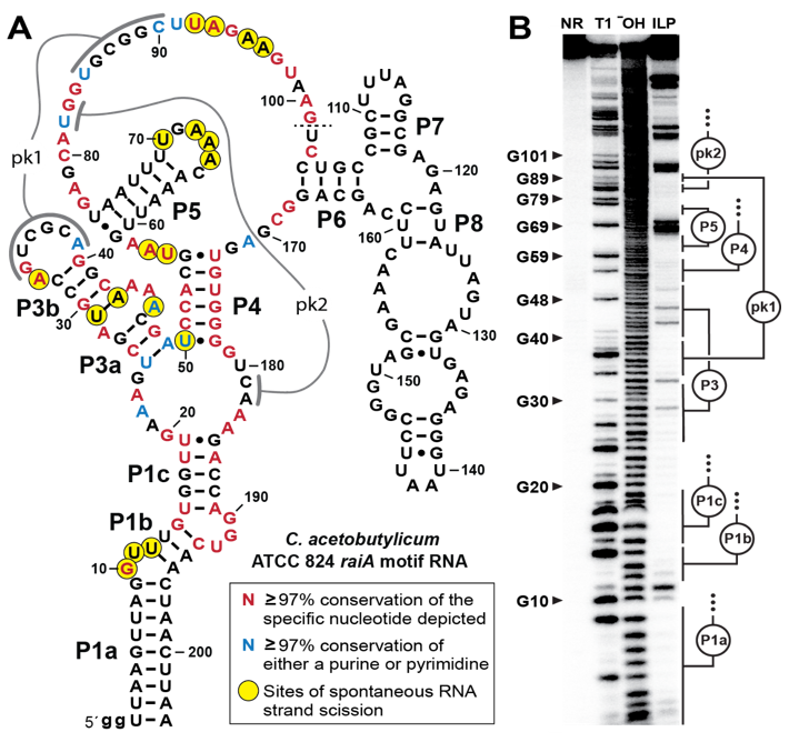 RonBreaker's tweet image. Large, conserved #noncoding RNAs in bacteria with major biochemical functions are rare. Here is #raiA RNA, which has the highest % of strictly conserved nts of any #ncRNA known, and a complex structure. This must be a #ribozyme. See article at tinyurl.com/2h7heypd. @PNASNews
