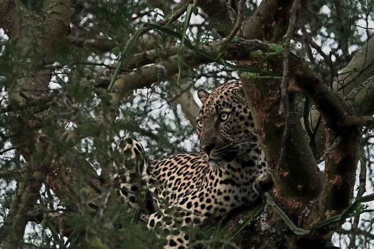 CollyTourGuide's tweet photo. Kurze Highlights über unsere Primaten- und Wildtier-Safari.
Wir haben es geschafft, die Big 4 in einem einzigen Game Drive zu entdecken!
Für alle Ihre Reisebedürfnisse zögern Sie nicht, zu erreichen.
#Visituganda #visitafrica #primates #primatessafari #wildlife #wildlifesafari https://t.co/YbGb1YayMS